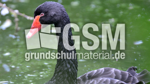 Trauerschwan (4).jpg